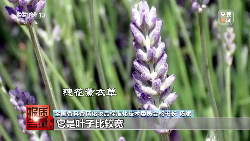 安神变提神号称“纯天然”的薰衣草精油为何不单“纯”？(图7)